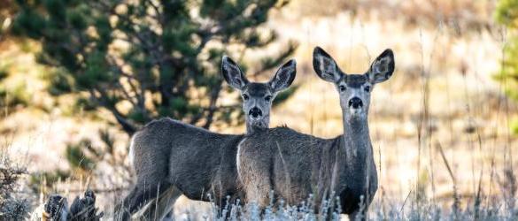 2 deer in a wooded landscape